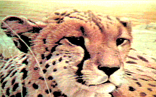 cheetah