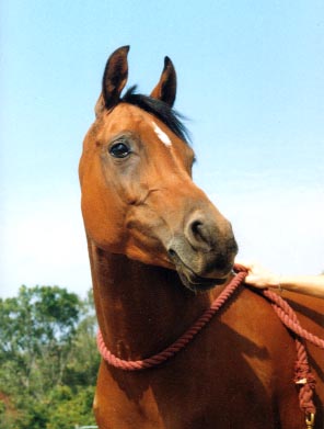 Jim's Arabian mare "Cynnamon"