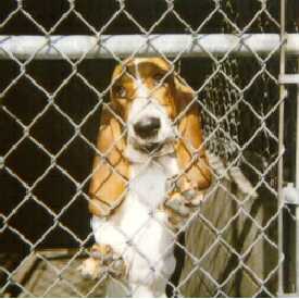 Photo courtesy of David Haywood, bassethoundrescue.com